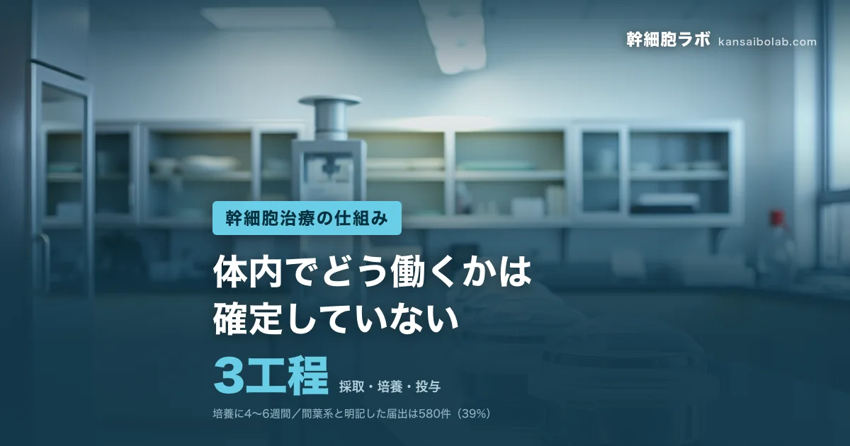 幹細胞治療の仕組み｜採取・培養・投与は3工程。体内でどう働くかは確定していない